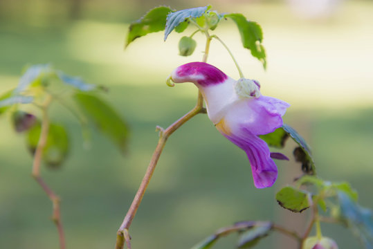 How to Grow and Care for the Parrot Flower