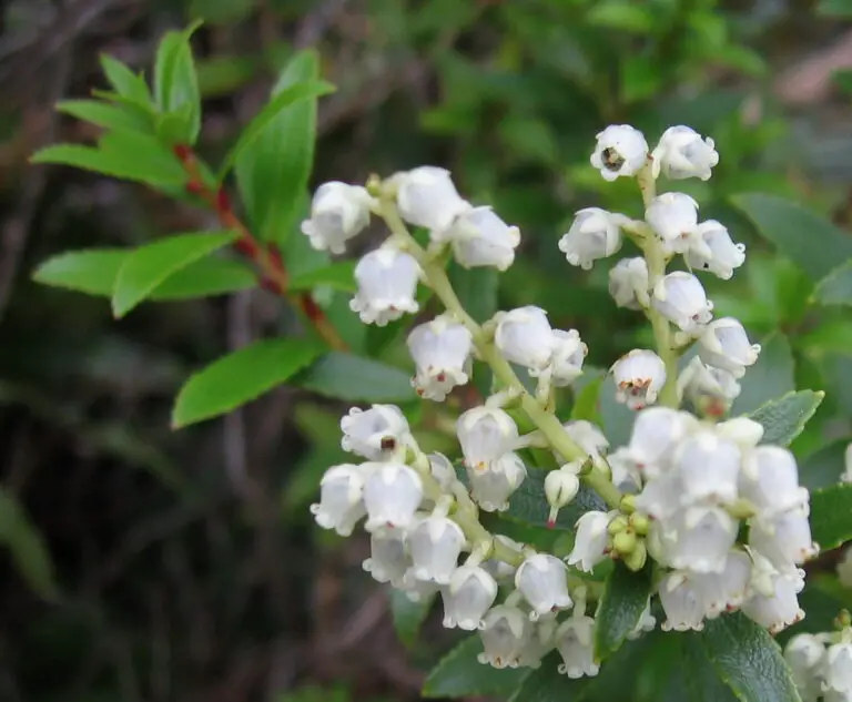 5 Evergreen Shrubs with White Flowers in Winter