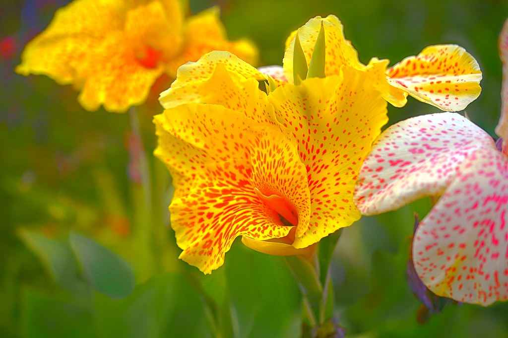 canna lilies 