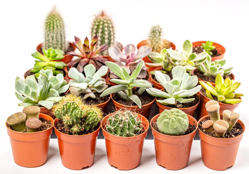 How to Care for Cacti in Winter