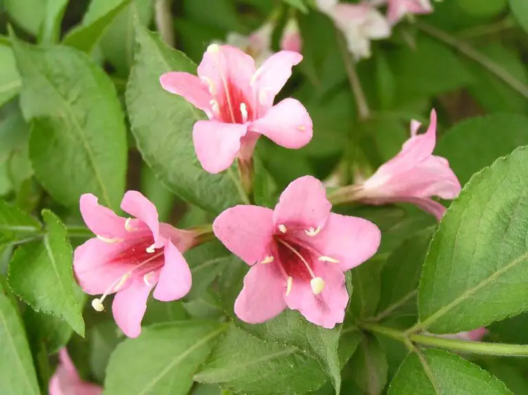Weigela: A Complete Guide to Planting, Care, and Varieties