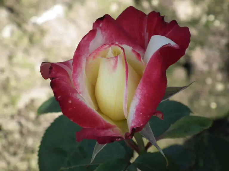 How to plant, grow, and care for Double Delight rose