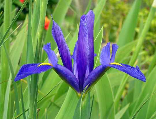 Dutch Iris: How to Plant and Care