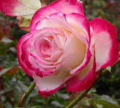 double delight rose