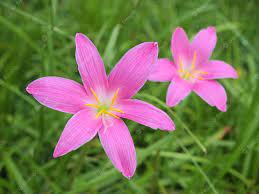 Purple Rain lily