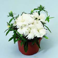 White Dianthus: A Perennial Delight in Your Garden