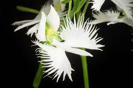 Everything You Need to Know About White Egret Flower Care