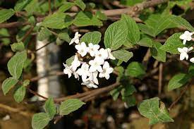 Viburnum x juddii Flowers: Beauty, Benefits, and Care Tips