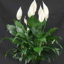 domino peace lily