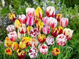 'Rembrandt Mix' tulips