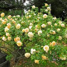 Rosa Moschata: How to Plant, Grow, and Care