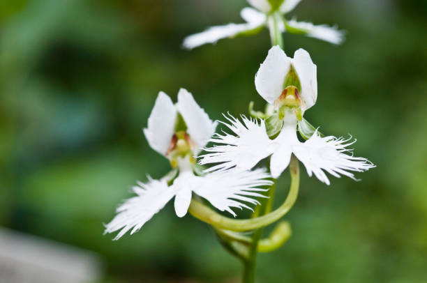 White Egret Flower Care