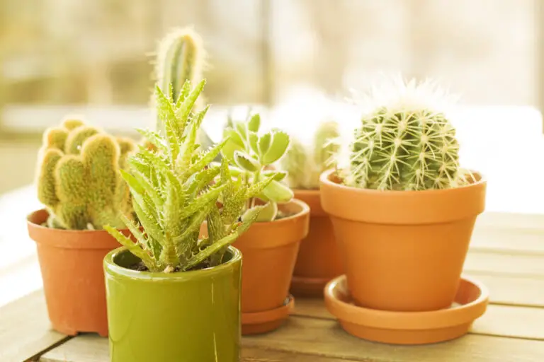How to Care for Cacti in Winter: Essential Tips and Pointers