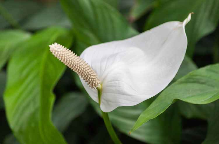 Peace Lily Common Problems