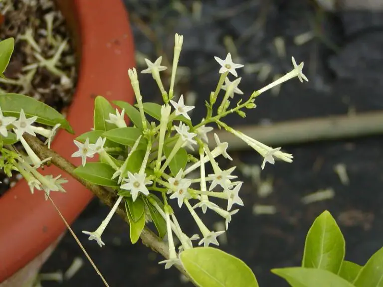 Night Blooming Jasmine Plant: A Fragrant Marvel for Your Garden