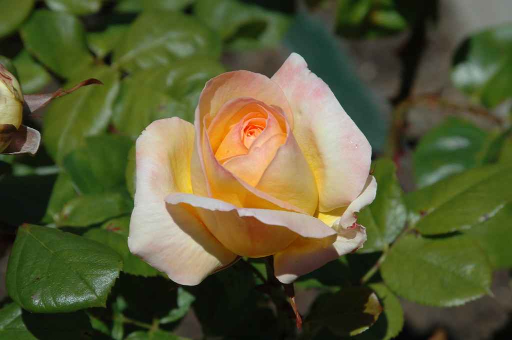 Grandiflora roses