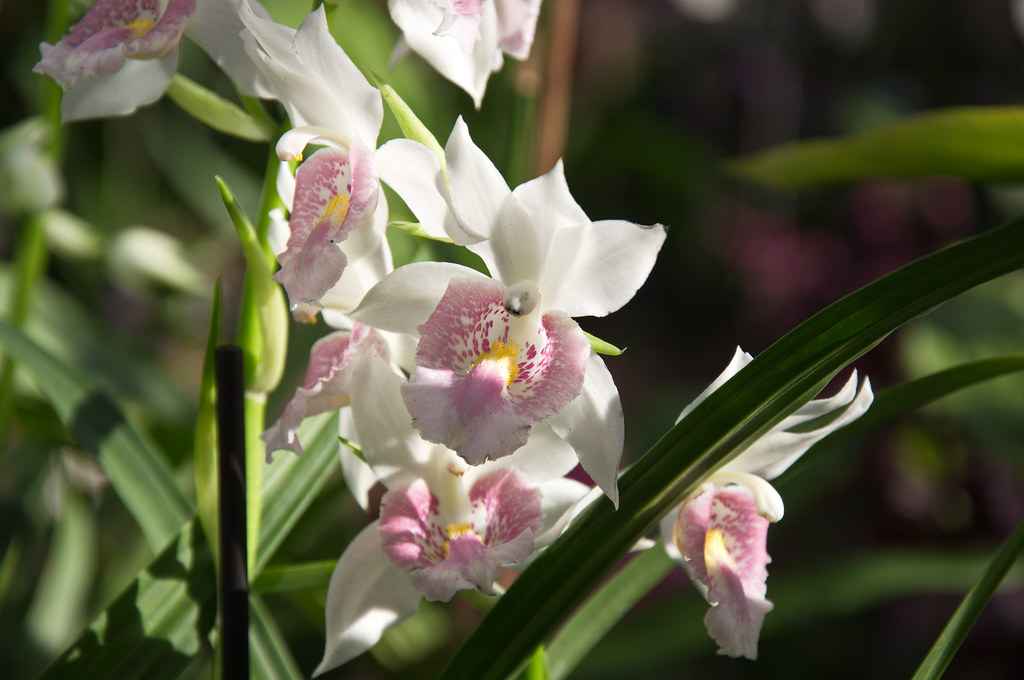 Phaius Orchids
