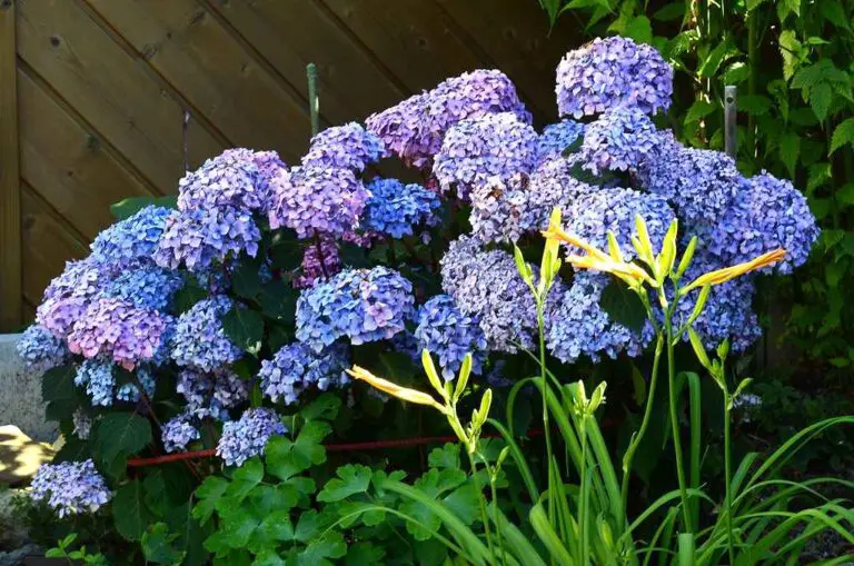 Why is My Endless Summer Hydrangea Not Blooming?