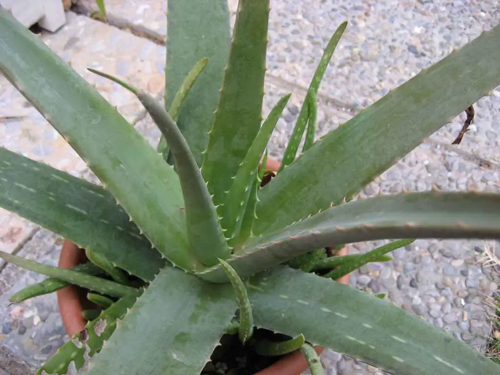 Aloe Vera (Aloe barbadensis miller)
Indoor Spiky Plants