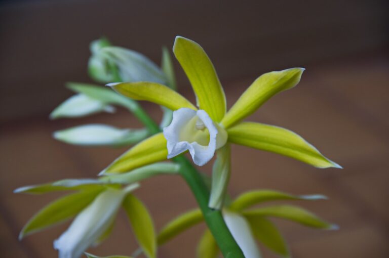 How to Plant and Care for Phaius Orchids: A Comprehensive Guide