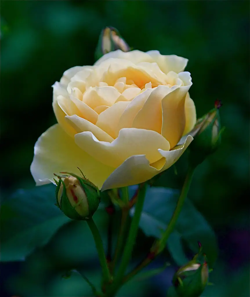 Graham Thomas english roses