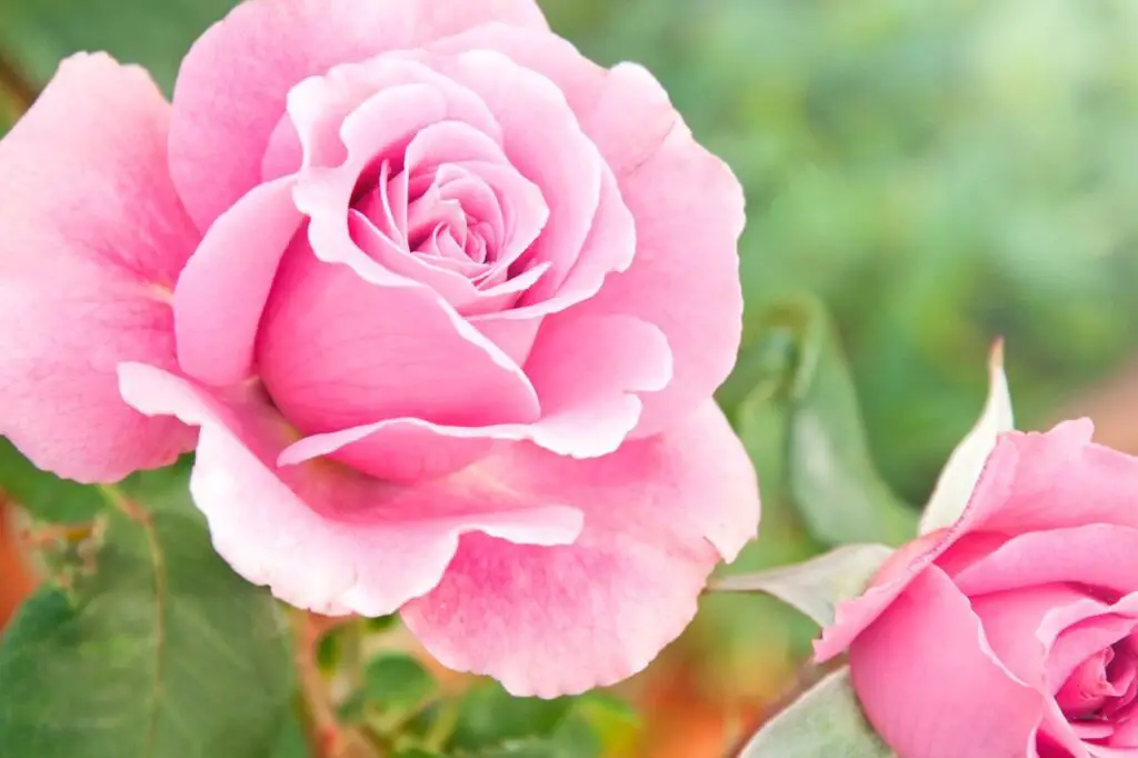 Floribunda roses