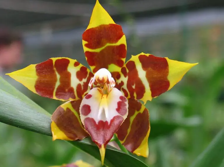 Unlocking the Enigmatic Beauty of Odontoglossum Orchids