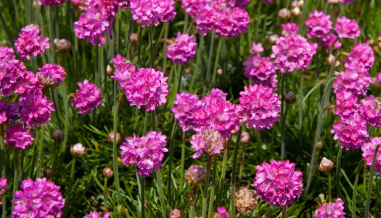 Armeria Bloodstone Plant: A Beautiful Addition to Your Garden