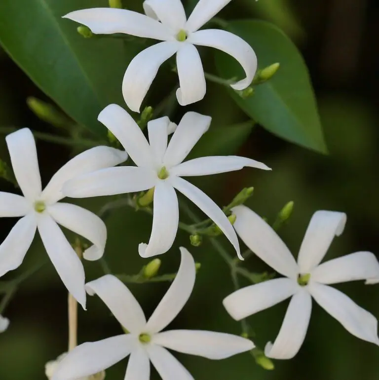 Cultivating Elegance: Jasminum azoricum Gardening Guide