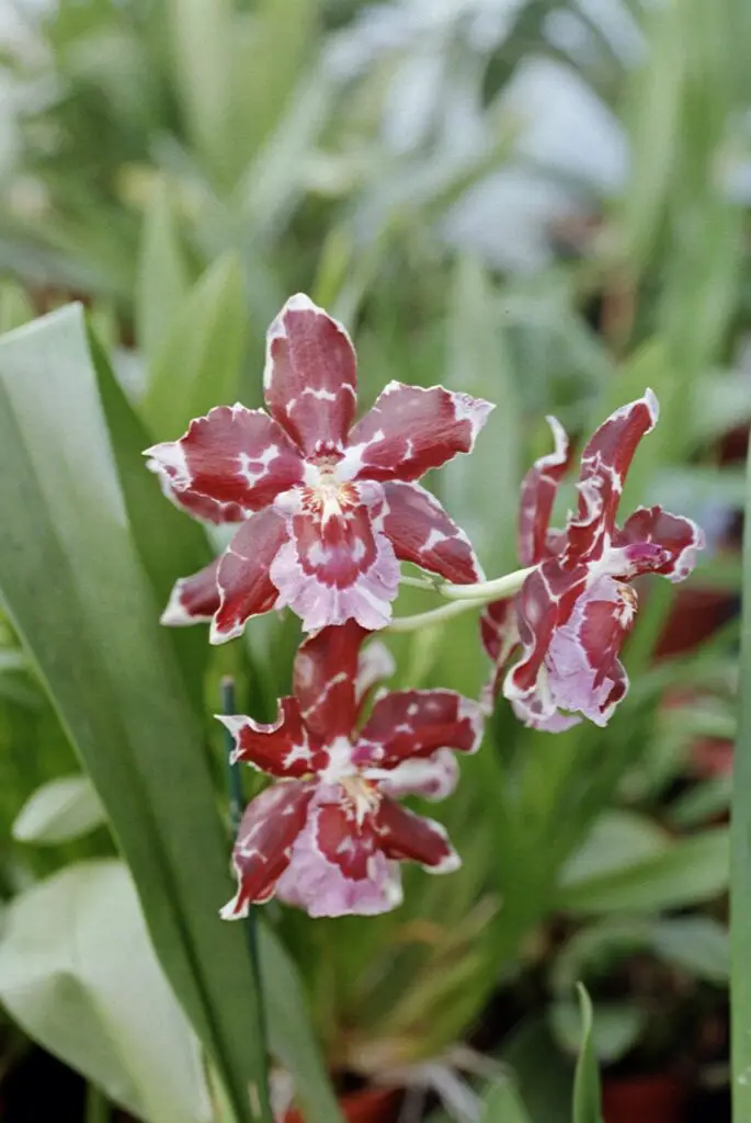 odontoglosorchidsum orchids
