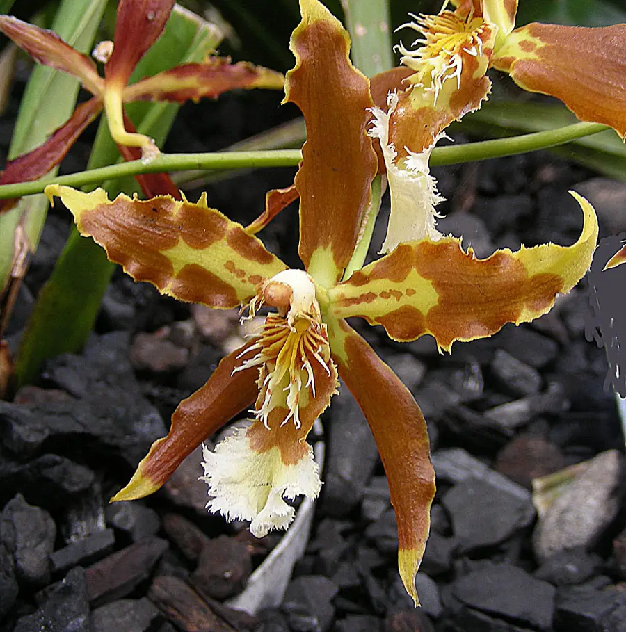Odontoglossum Orchids