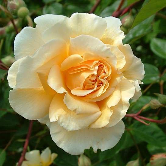 Exploring the Rich Tapestry of Rose Varieties for Your Garden
