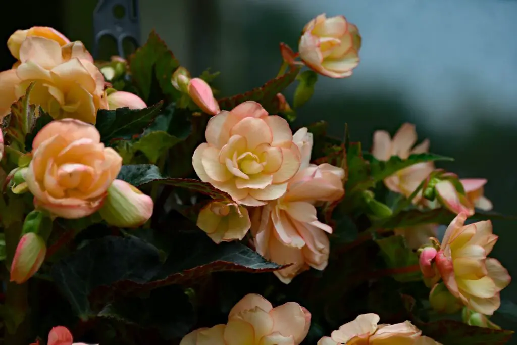 How to Plant, Grow, and Care for Begonias