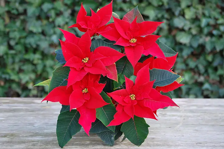 A Comprehensive Guide to the Enchanting World of Red Poinsettias