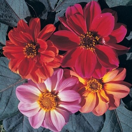 Bishop’s Children Dahlia: Everything You Need to Know