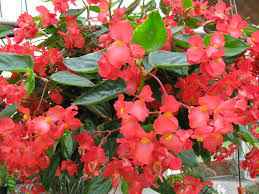 How to Plant, Grow, and Care for Begonias