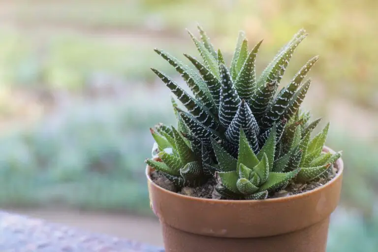 5 Indoor Spiky Plants: Adding Elegance to Your Home Garden