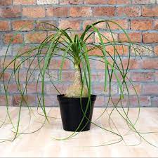 Ponytail Palm (Beaucarnea recurvata)
Indoor Spiky Plants