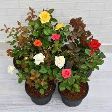 Can I grow roses in a pot