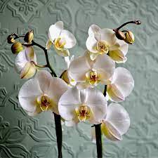 Common Orchid Problems and how to Fix them