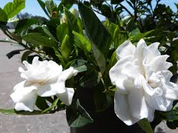 Unlocking Beauty: A Guide to Gardenia Veitchii – Varieties, Care, and Cultivation Tips