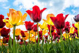How to Plant, Grow, and Care for Rembrandt Mixed Tulips