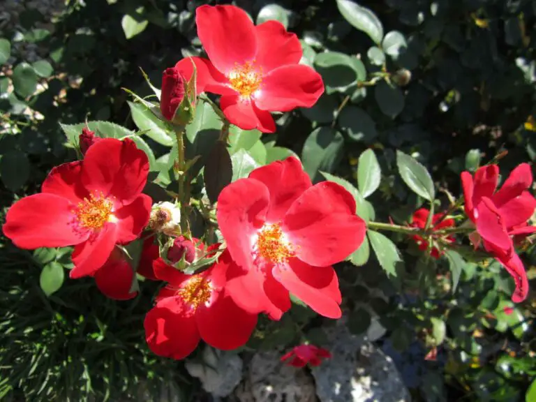 Start Your Rose Garden Today: All About Home Run Shrub Roses
