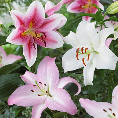 The Ultimate Guide to Growing Asiatic Lilies: Tips and Techniques
