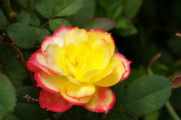 How to plant, grow and care for roses plant