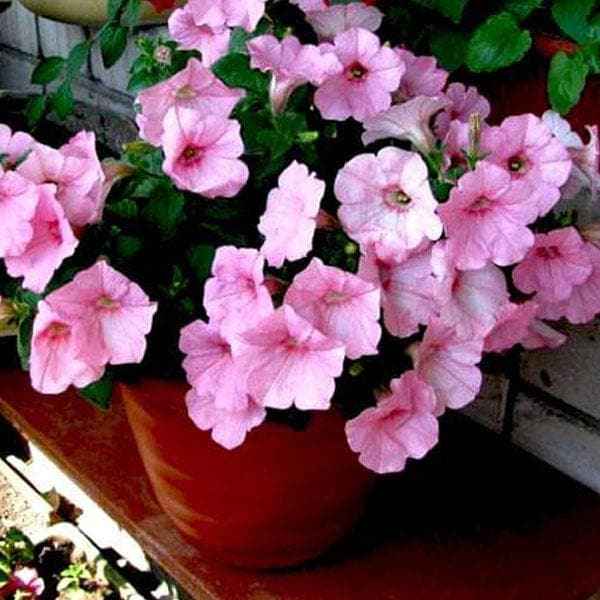 5 Best Varieties of Petunias: A Complete Guide for Fresher