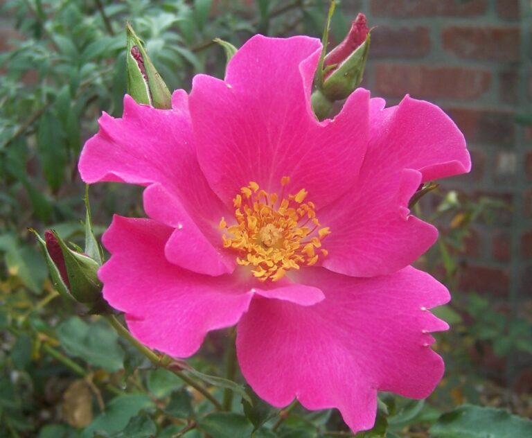 Comprehensive Guide to Playgirl Rose: Planting, Care, Uses, and Benefits