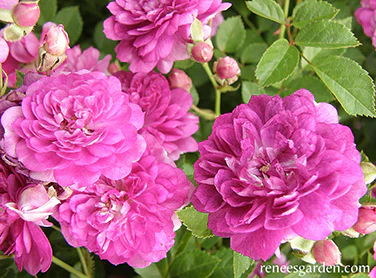 Angel Wings Miniature Roses: How to Plant and Care for Them