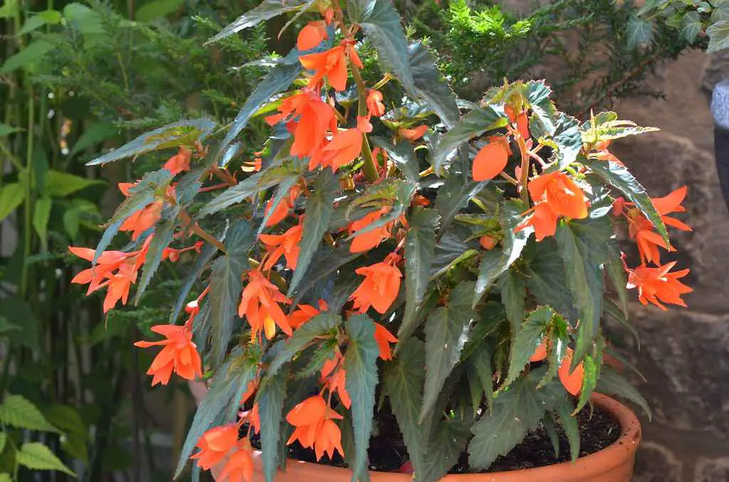 Boliviensis Begonia