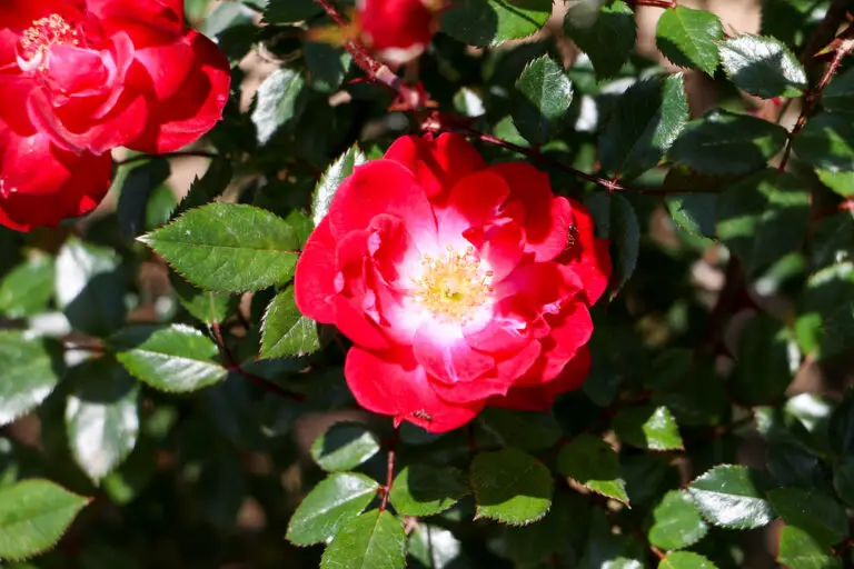 Unveiling the Charm of Little Buckaroo Rose: A Complete Guide to Cultivation